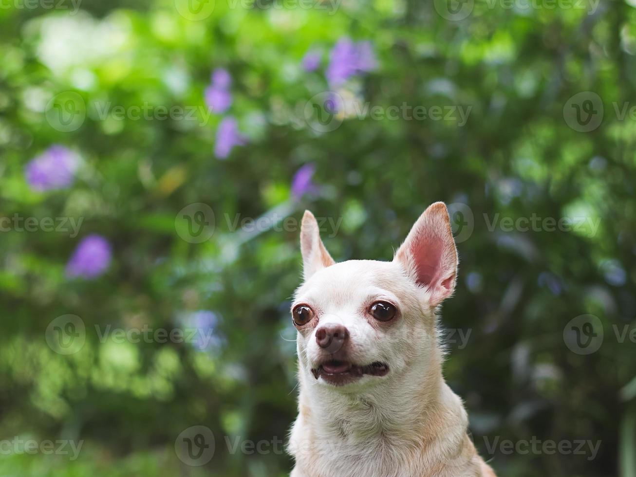 cachorro chihuahua de cabelo curto castanho bonito olhando curiosamente no fundo do jardim verde com espaço de cópia foto