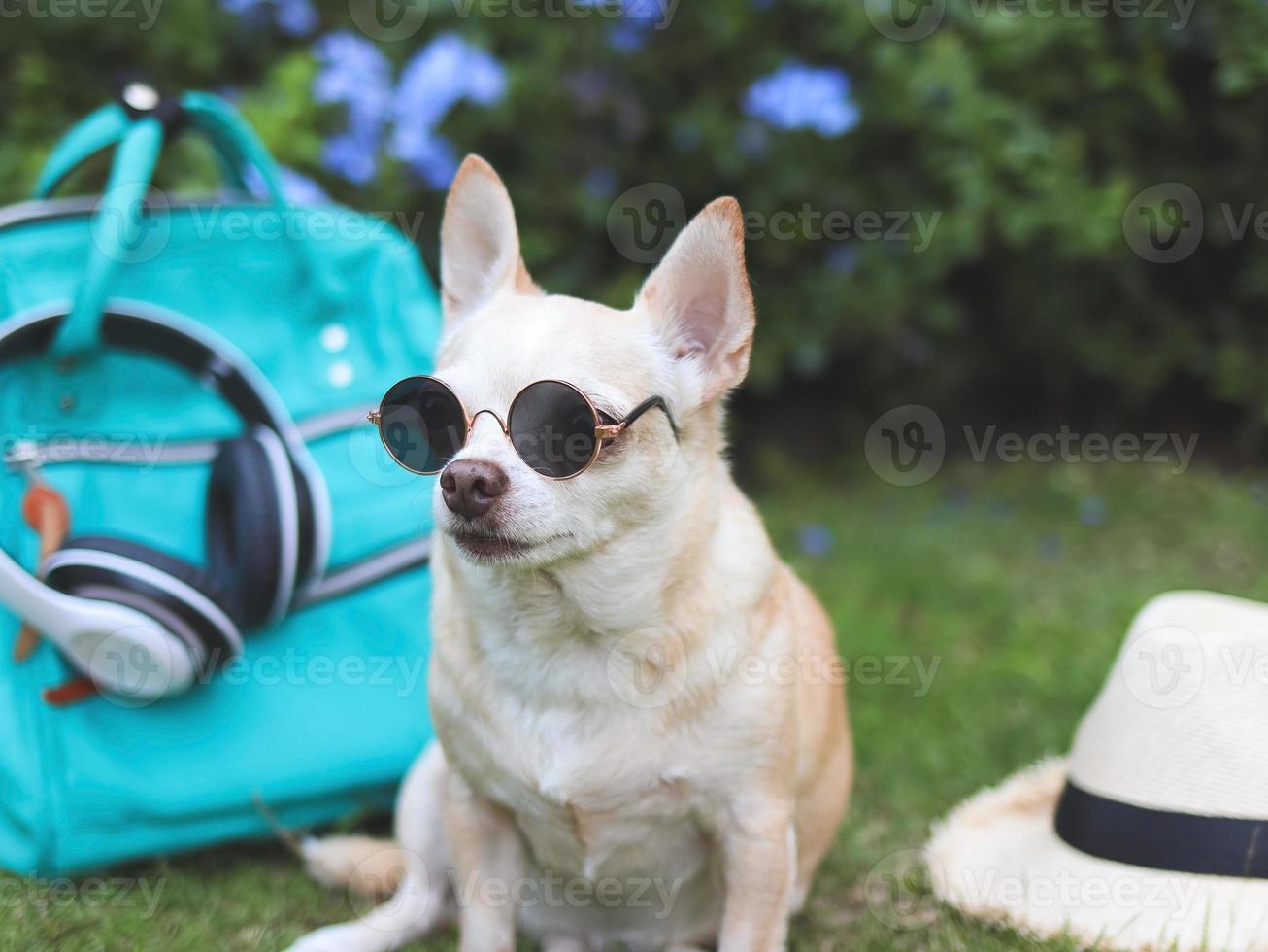 cachorro chihuahua de cabelo curto marrom usando óculos escuros sentado com acessórios de viagem, mochila, fones de ouvido e chapéu no jardim com flores roxas. viajando com conceito animal. foto