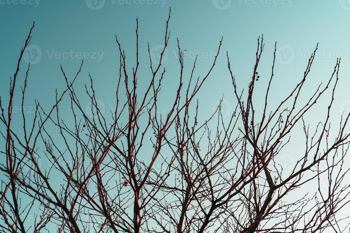 silhueta de galhos de árvores sem folhas em um fundo de céu azul. foto