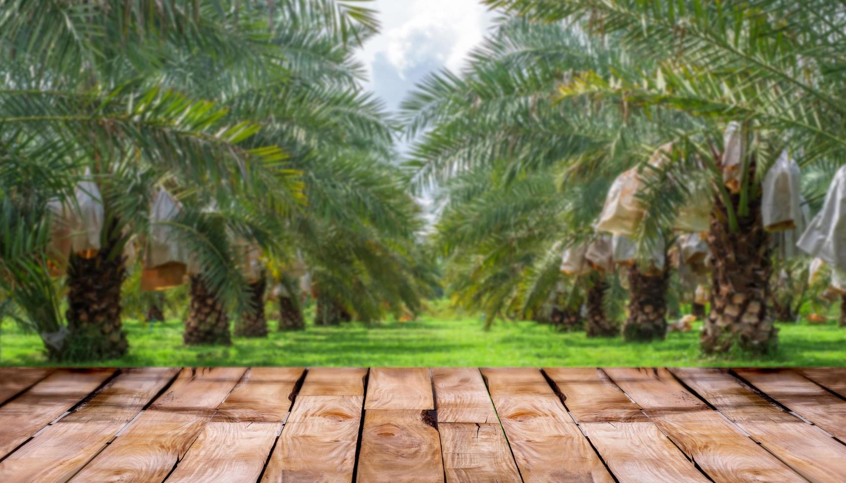 belo piso de madeira e fundo de natureza de jardim de palmeiras datas barhi desfocadas, fundo de vitrine de produtos agrícolas, jardim de palmeiras datas barhi e conceito de comida saudável foto
