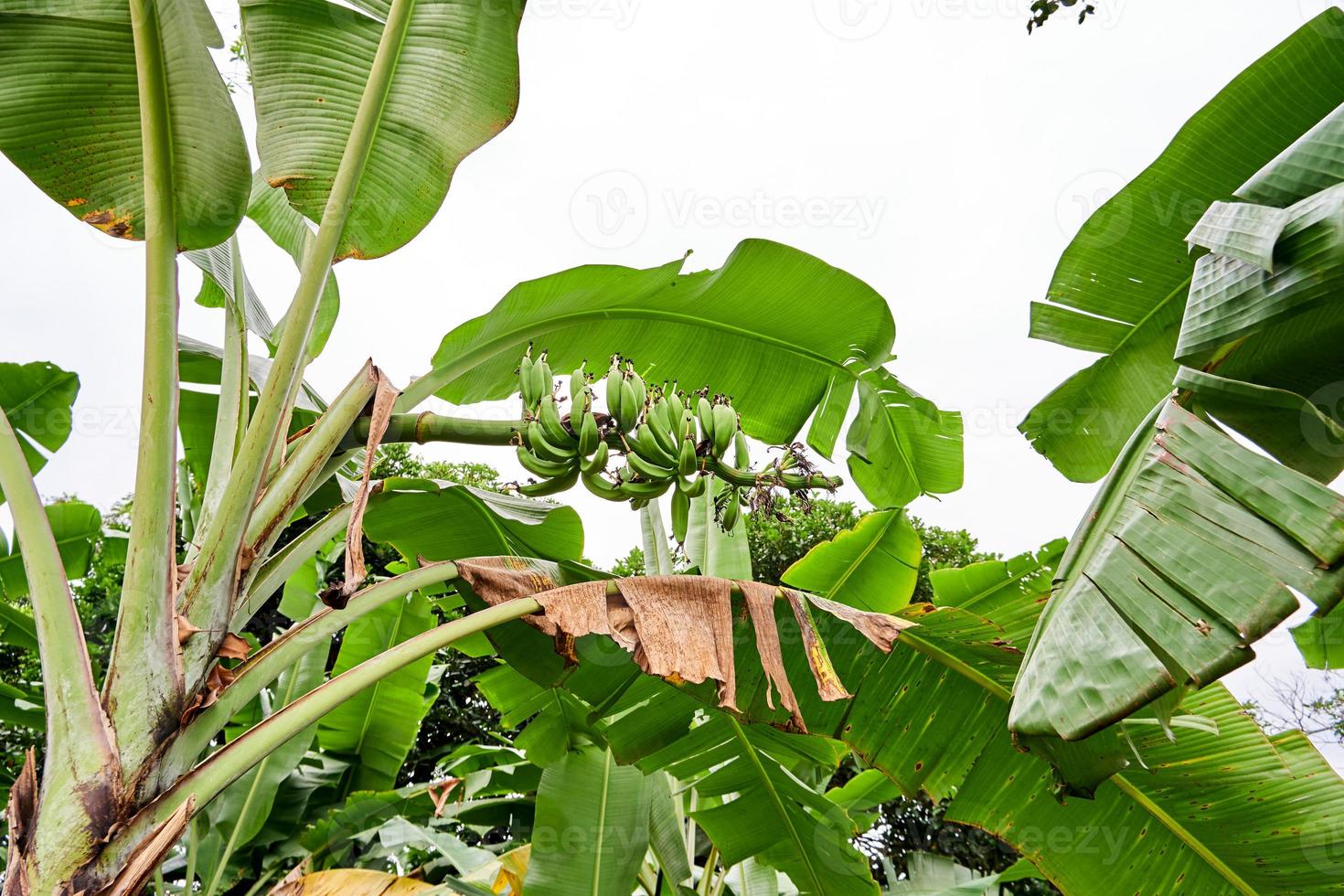 bananeira crescendo fresca em uma plantação foto