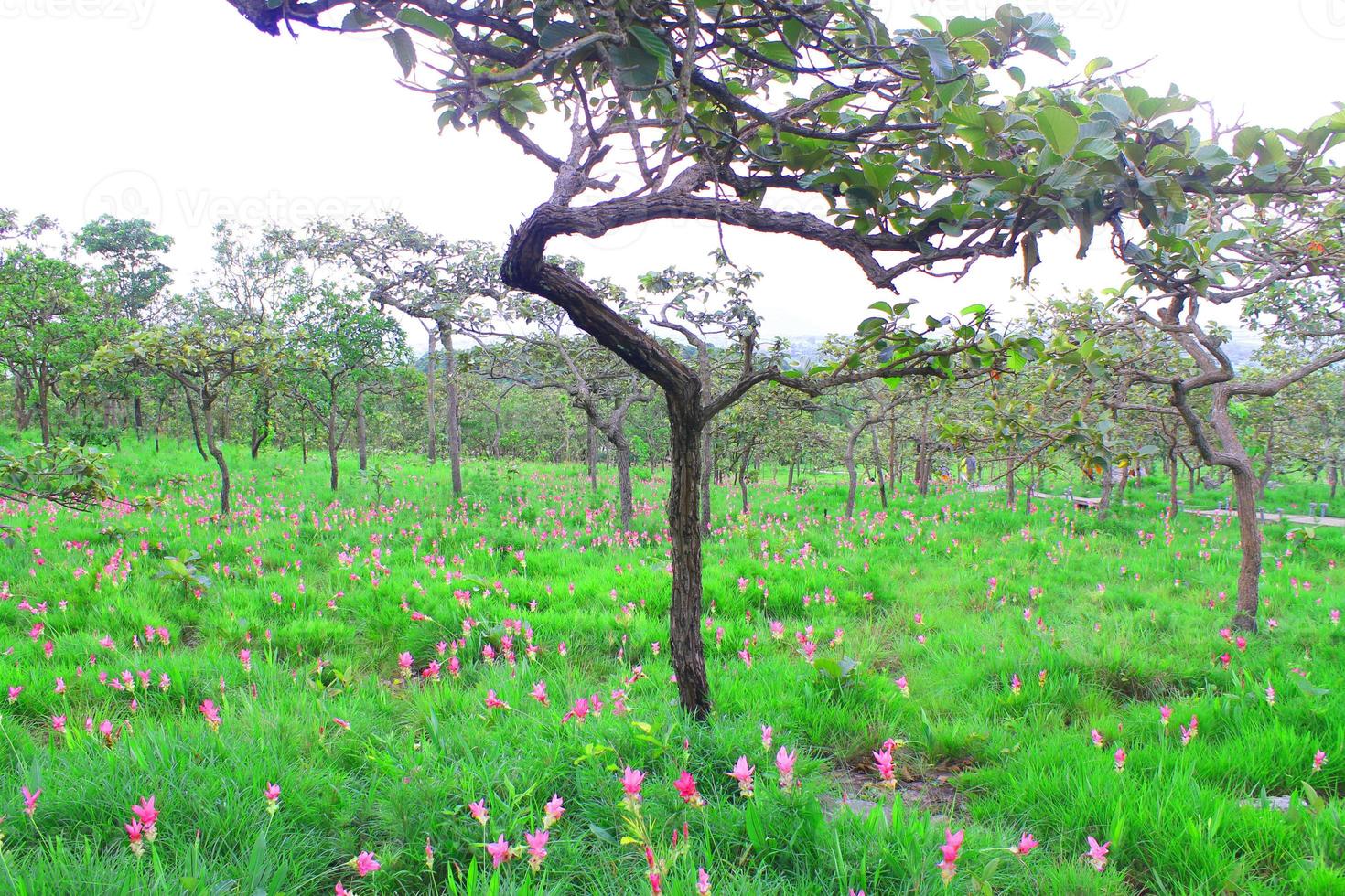 flores de tulipa siam rosa são chamadas de flor krachai, campo de flores curcuma sessilis estão florescendo na estação chuvosa na bela paisagem da montanha. foto