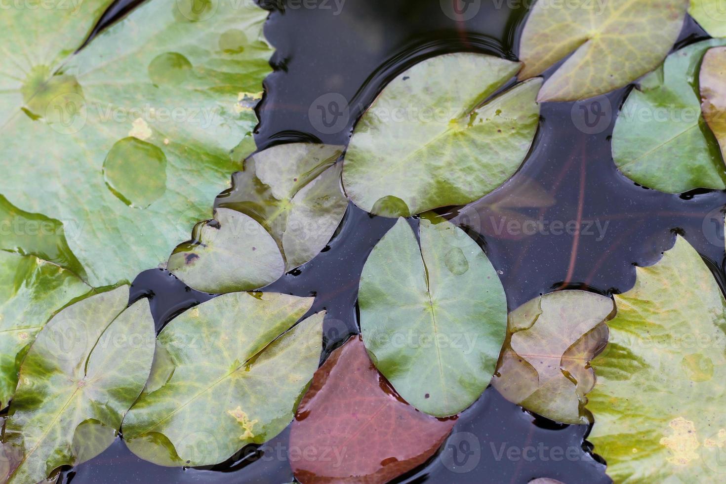 nymphea folhas na superfície da água. Folha de lírio de água na superfície da água. foto