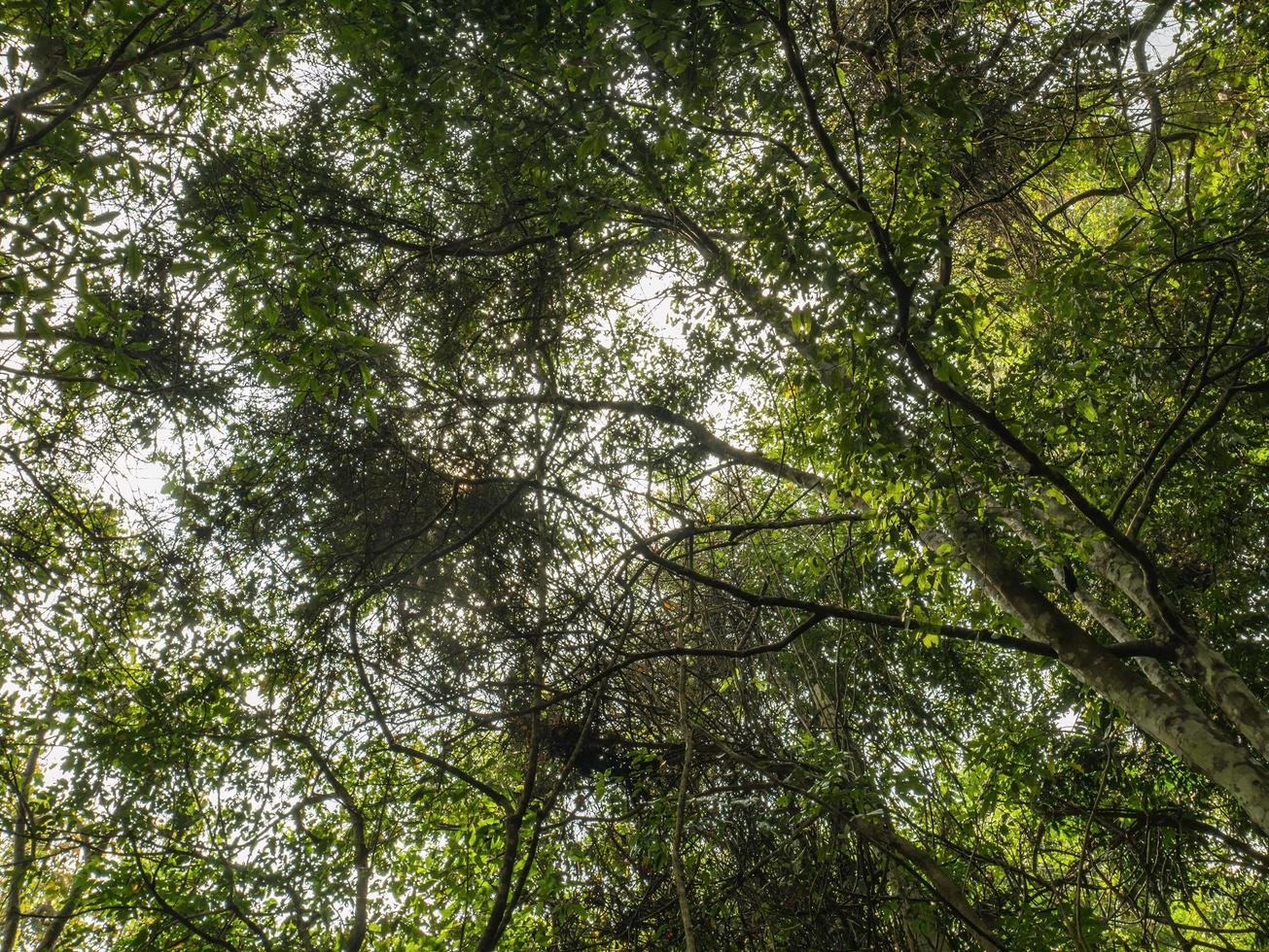 vista de olho de verme com luz solar na floresta profunda foto