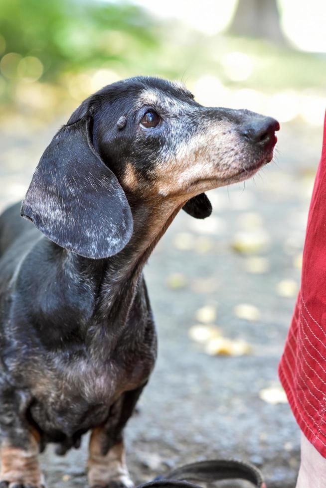 Dachshund de cachorro velho em uma caminhada no parque foto