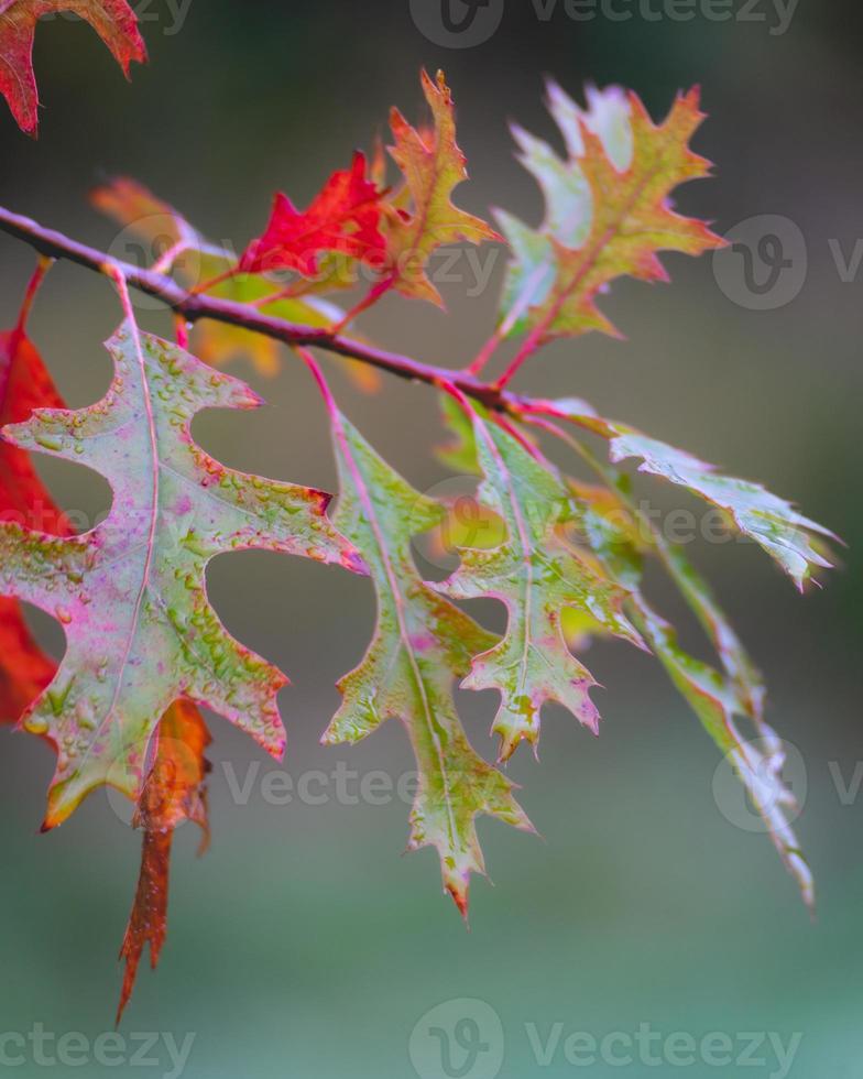 close-up de folhas de carvalho no outono. Abtwoudsebos, Delft, Holanda. foto