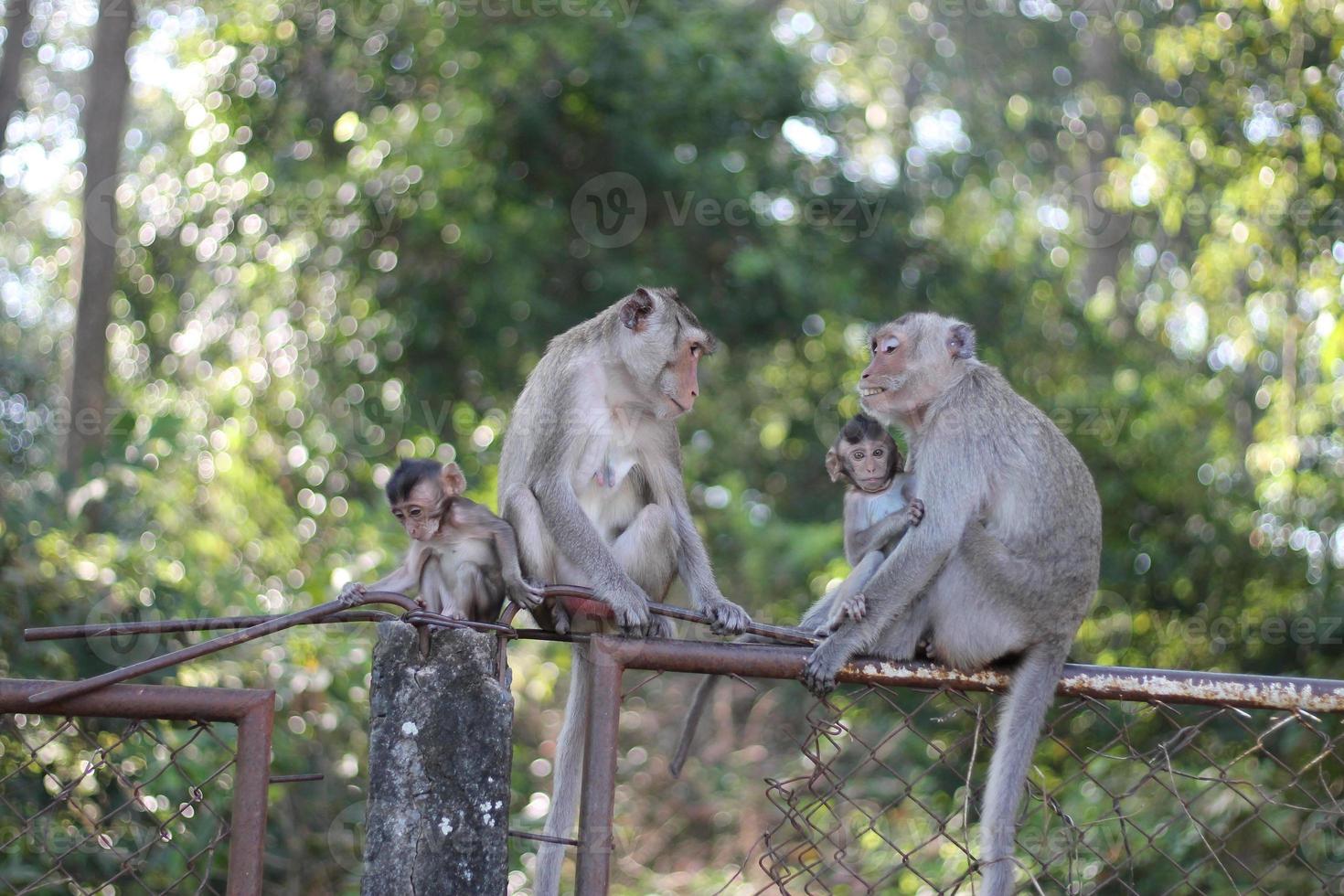 Foto de Chimpanzé Macaco Sentado Na Grama e mais fotos de stock de Animal -  Animal, Animal selvagem, Assistindo - iStock