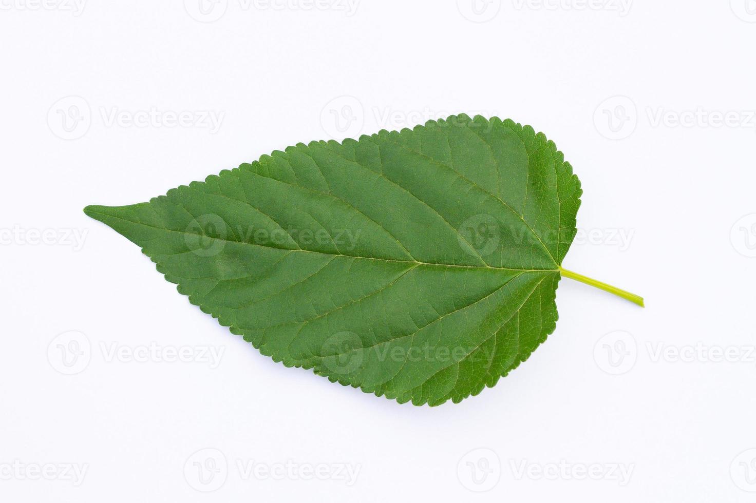 a folha de amoreira isolar em um fundo branco foto