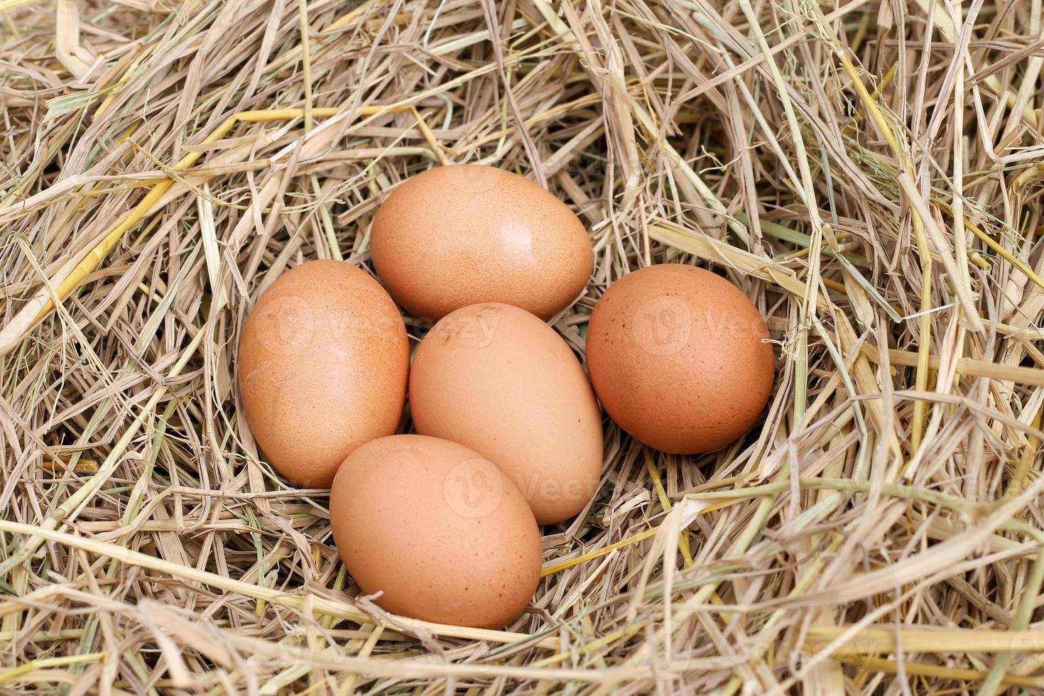 muitos ovos marrons na palha de arroz. os benefícios do ovo são ricos em vitaminas e minerais de vários tipos, como vitaminas b, vitamina c, vitamina d, vitamina e, vitamina k. foto