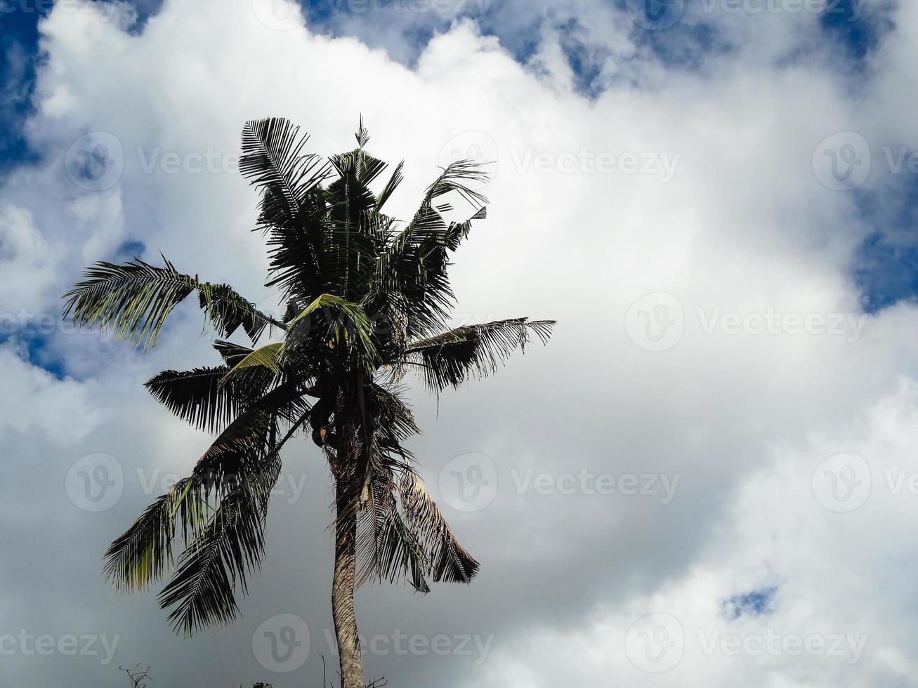 palmeira de coco com céu azul, lindo fundo tropical. foto