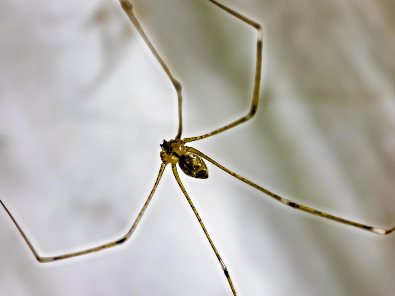 aranha de pernas longas do papai Pholcus phalangioides ou aranha de celeiro de corpo longo foto