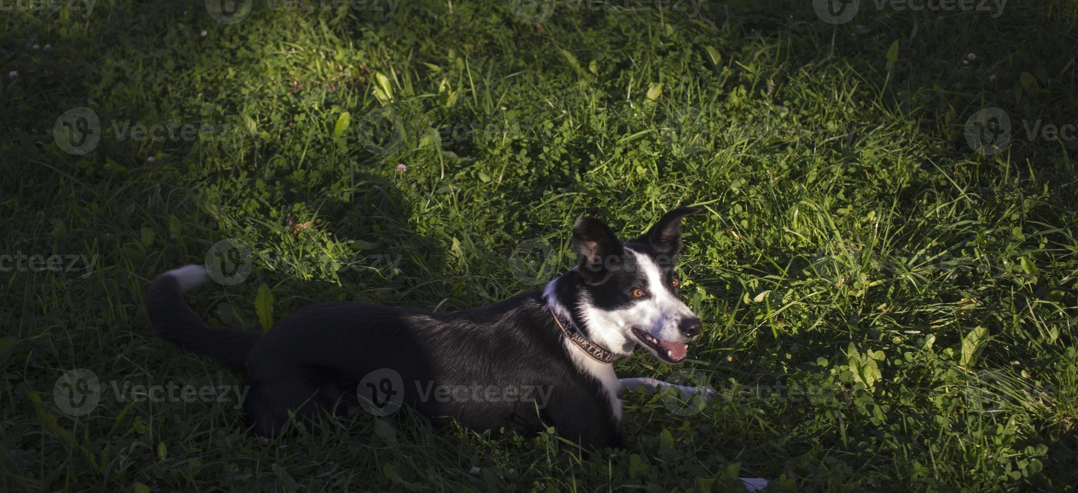 cachorro está deitado na grama no parque. a raça é border collie. fundo é verde. foto