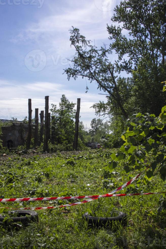 poda de árvores. abate de um álamo. poda sazonal de árvores no serviço de parques da cidade. foto