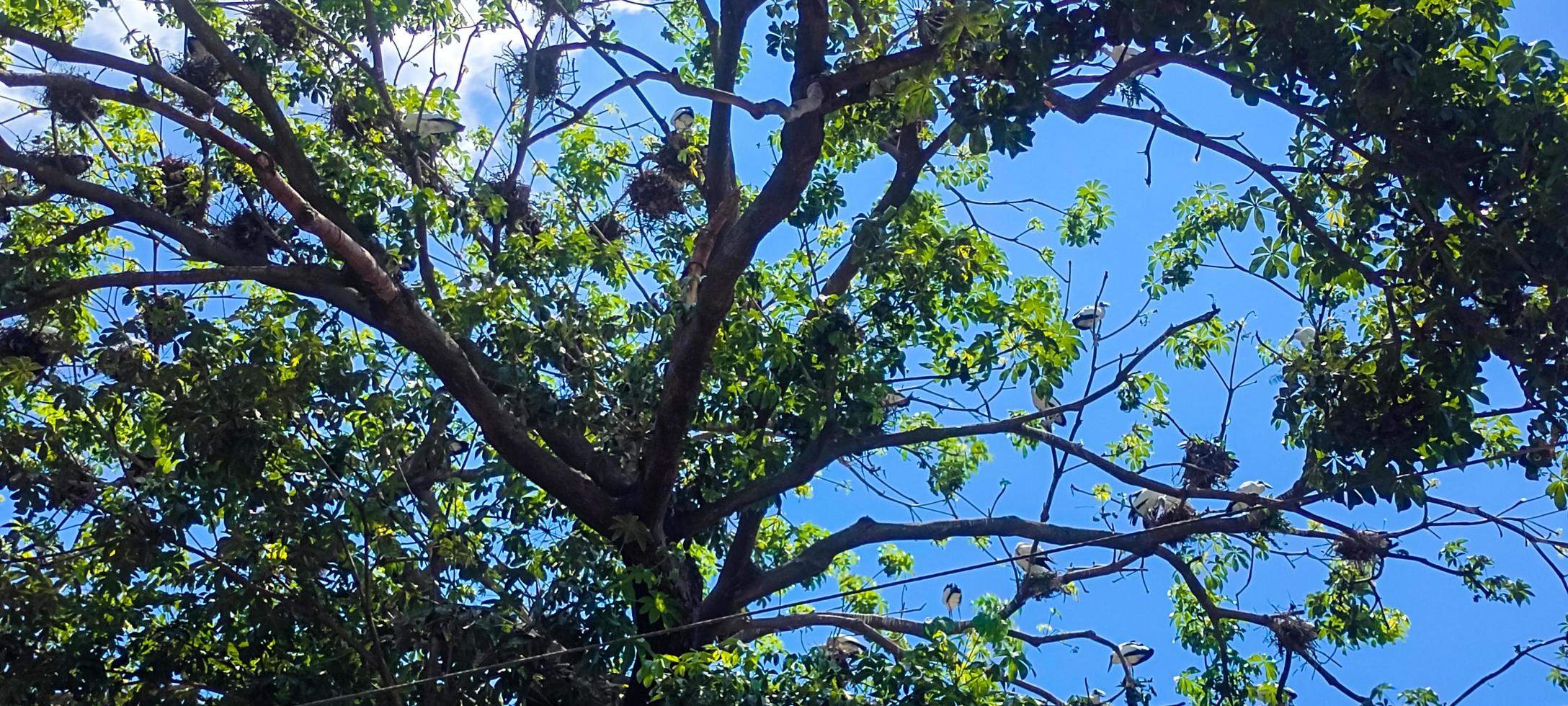 fundo de visão clara do céu de cor azul com nuvem atrás do sol foto