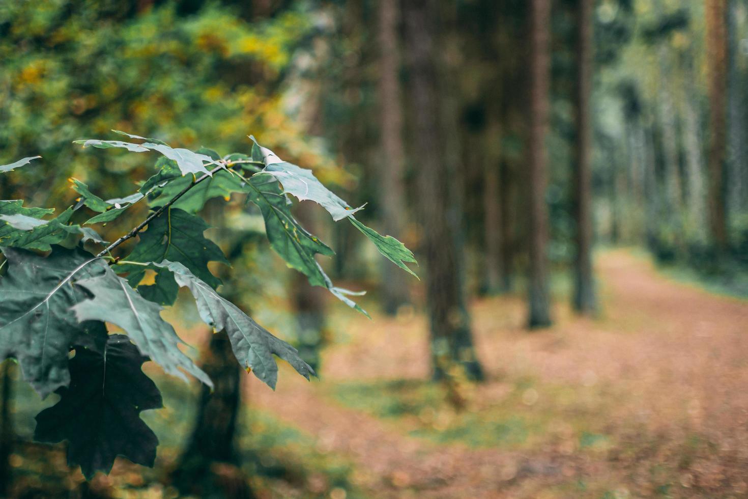 folhas de carvalho em uma floresta foto