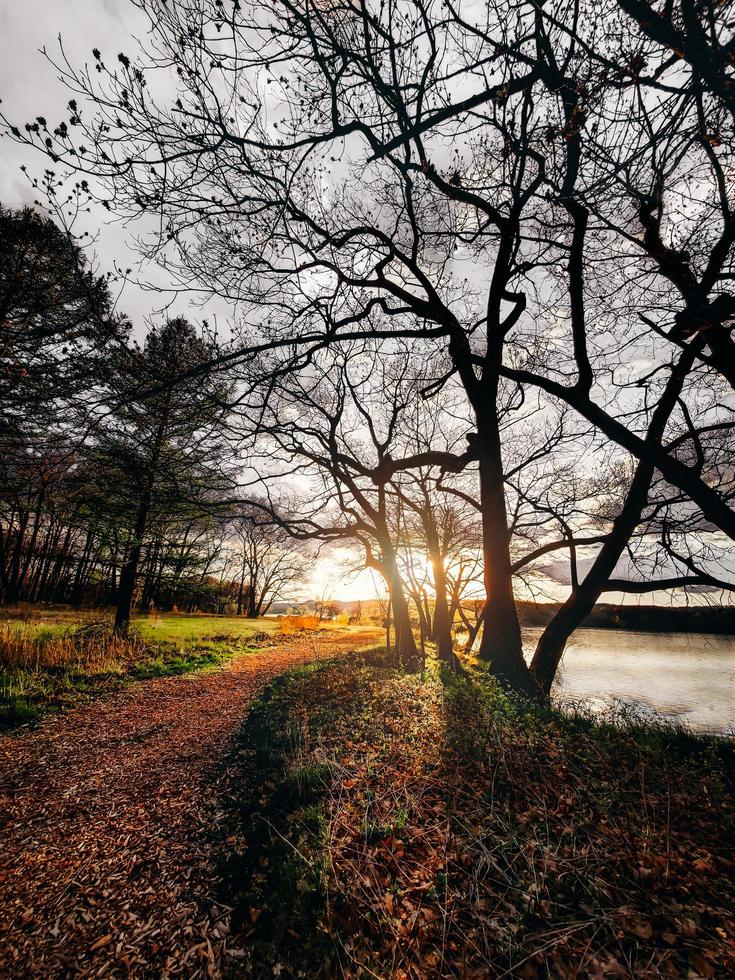 árvores nuas ao lado do corpo d'água foto