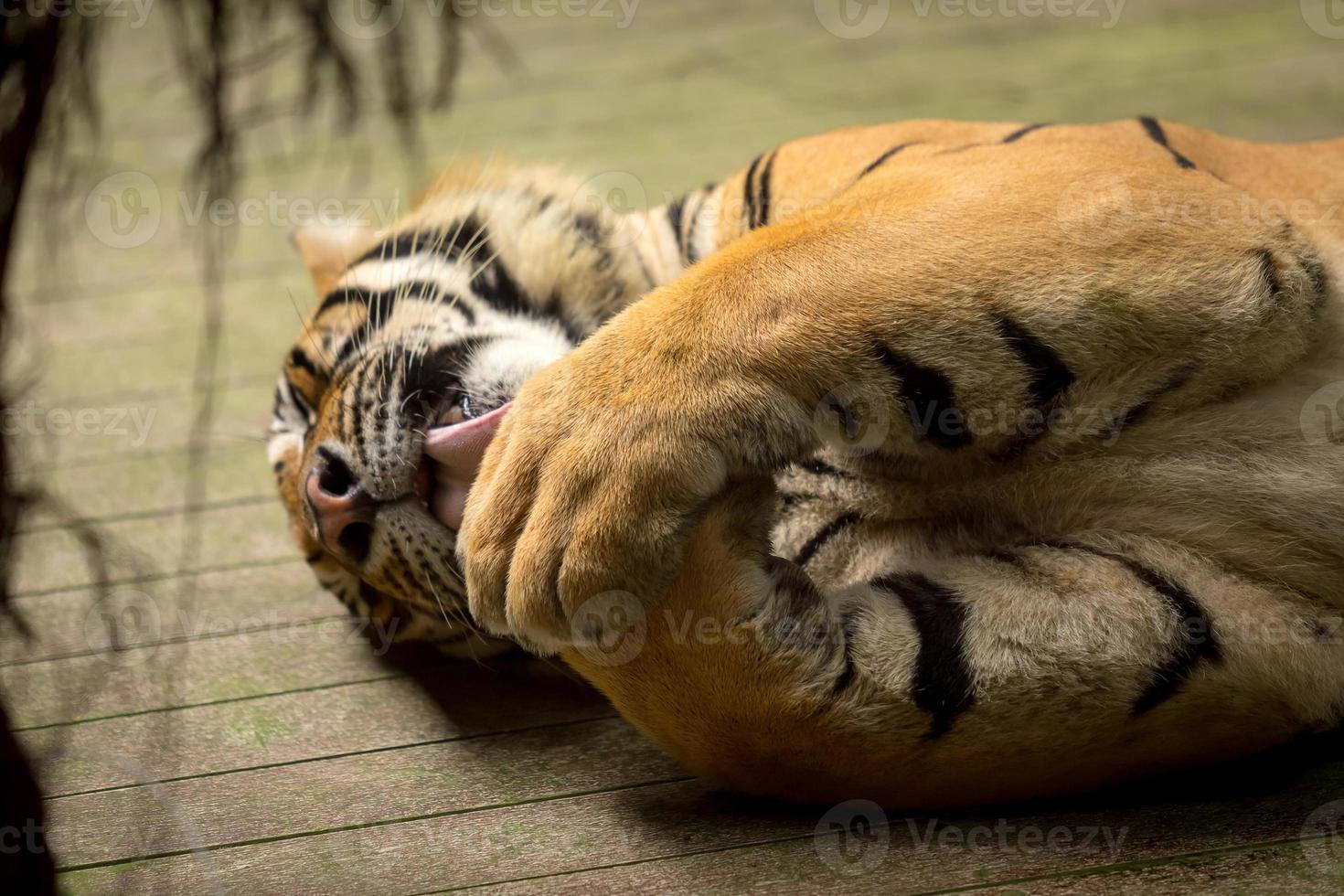 tigre (panthera tigris) lambendo suas garras foto