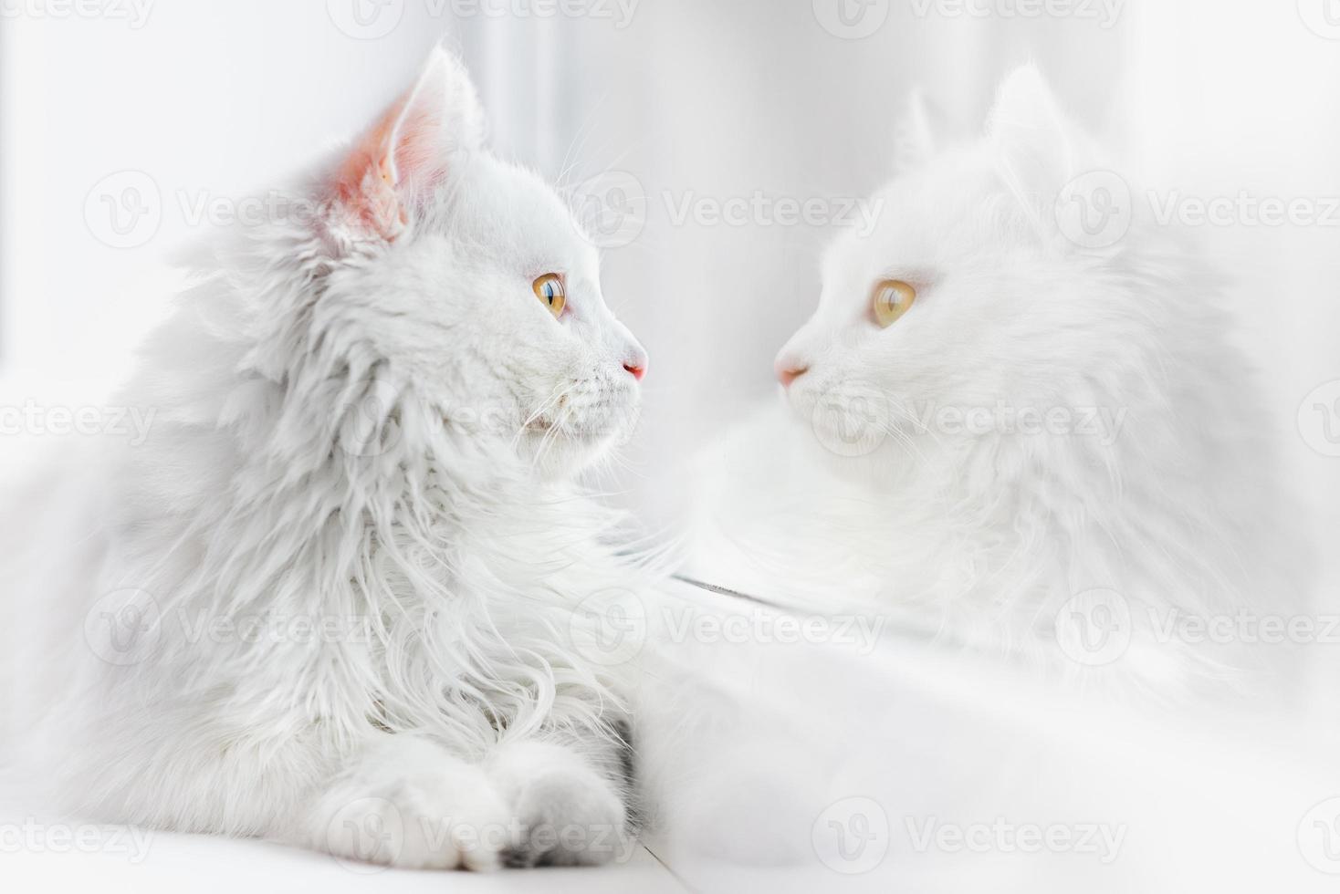 linda gata branca foto