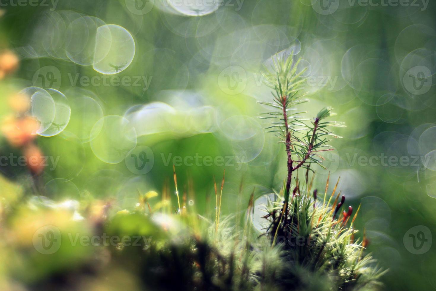 orvalho cai nas folhas da grama foto