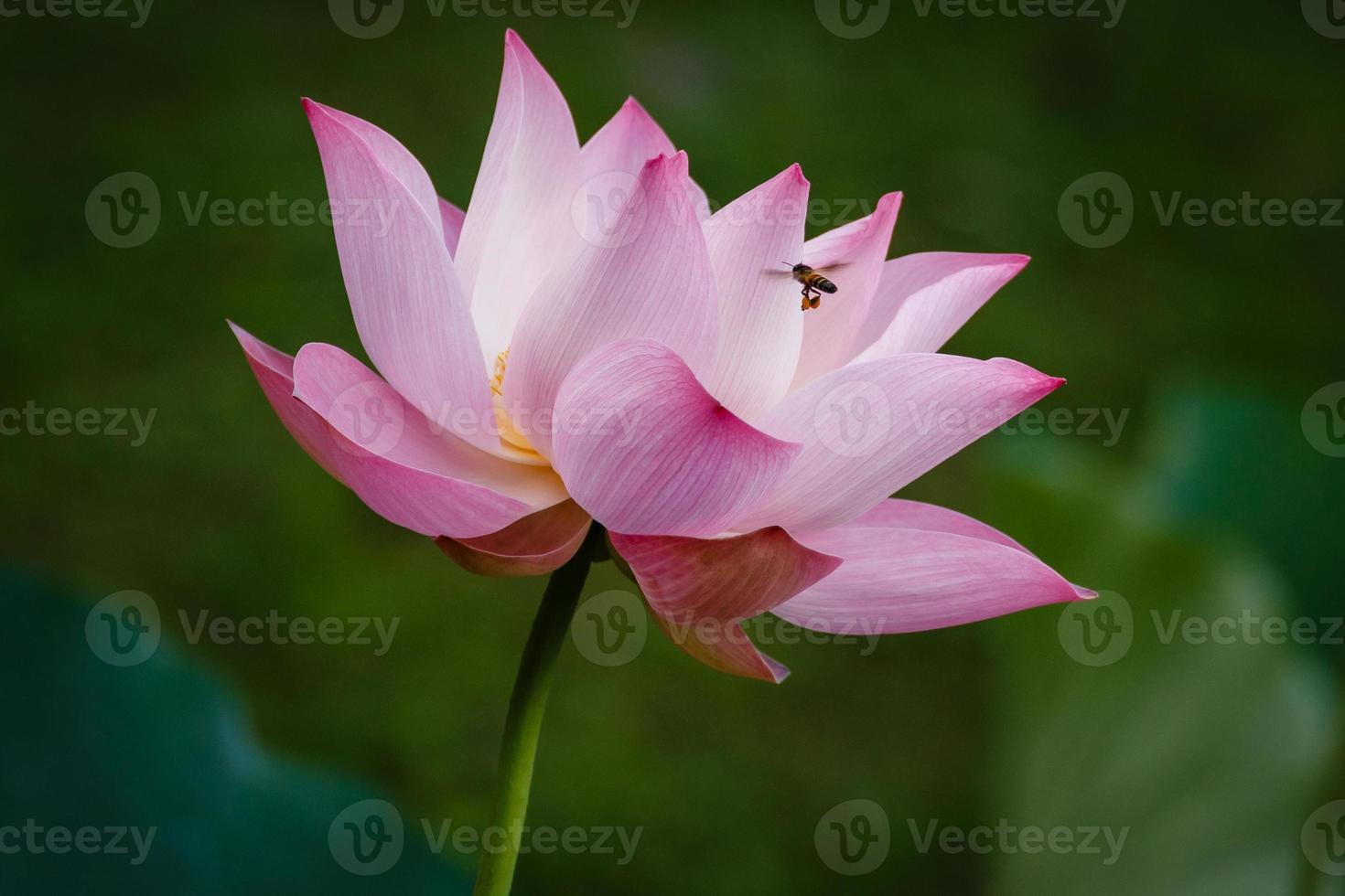 abelha voando para a flor de lótus rosa foto