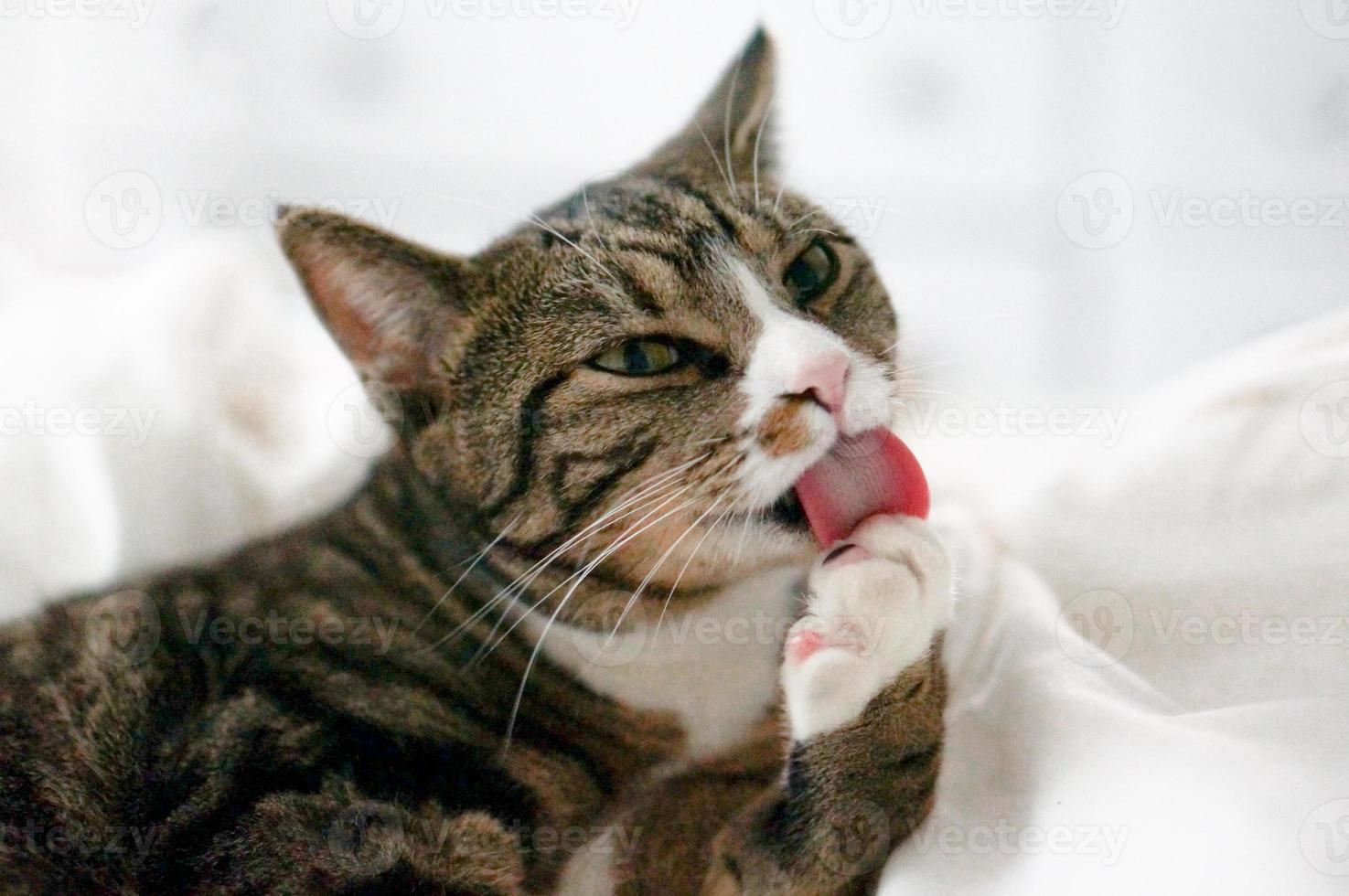 gato fofo se lavando com a língua no fundo branco foto