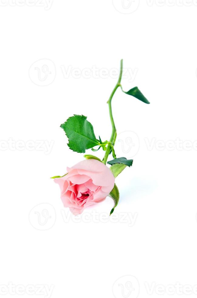 caixa de presente e buquê de rosas em fundo branco foto