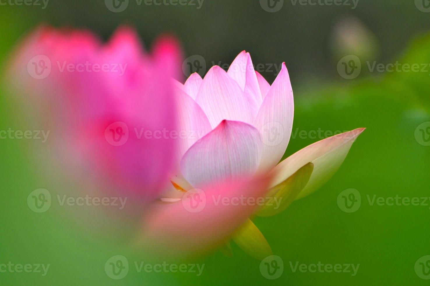 flor de lótus rosa foto