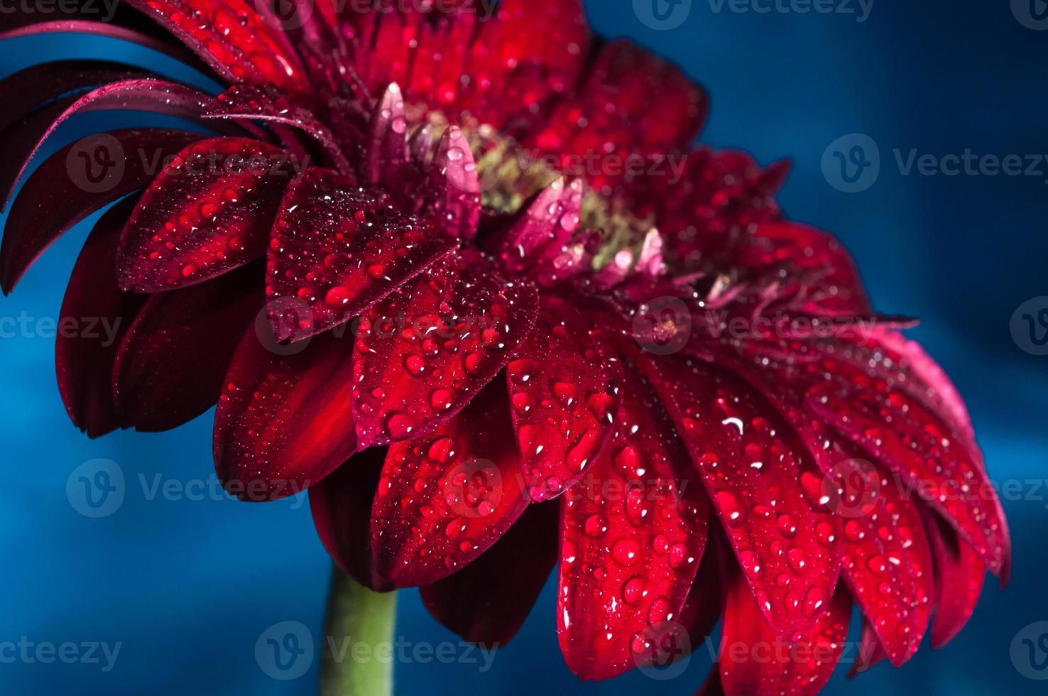 foto macro de flor gérbera com gota d'água