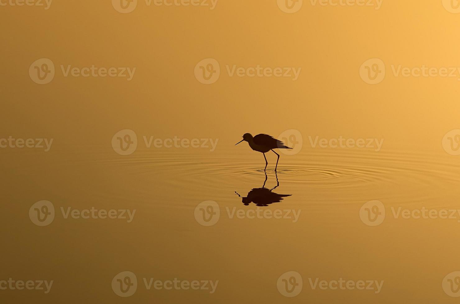 pássaro solitário parado na água rasa ao nascer do sol foto
