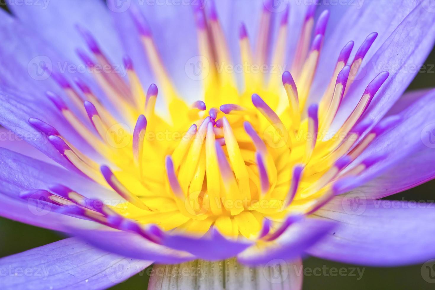 flor de lótus violeta closeup foto