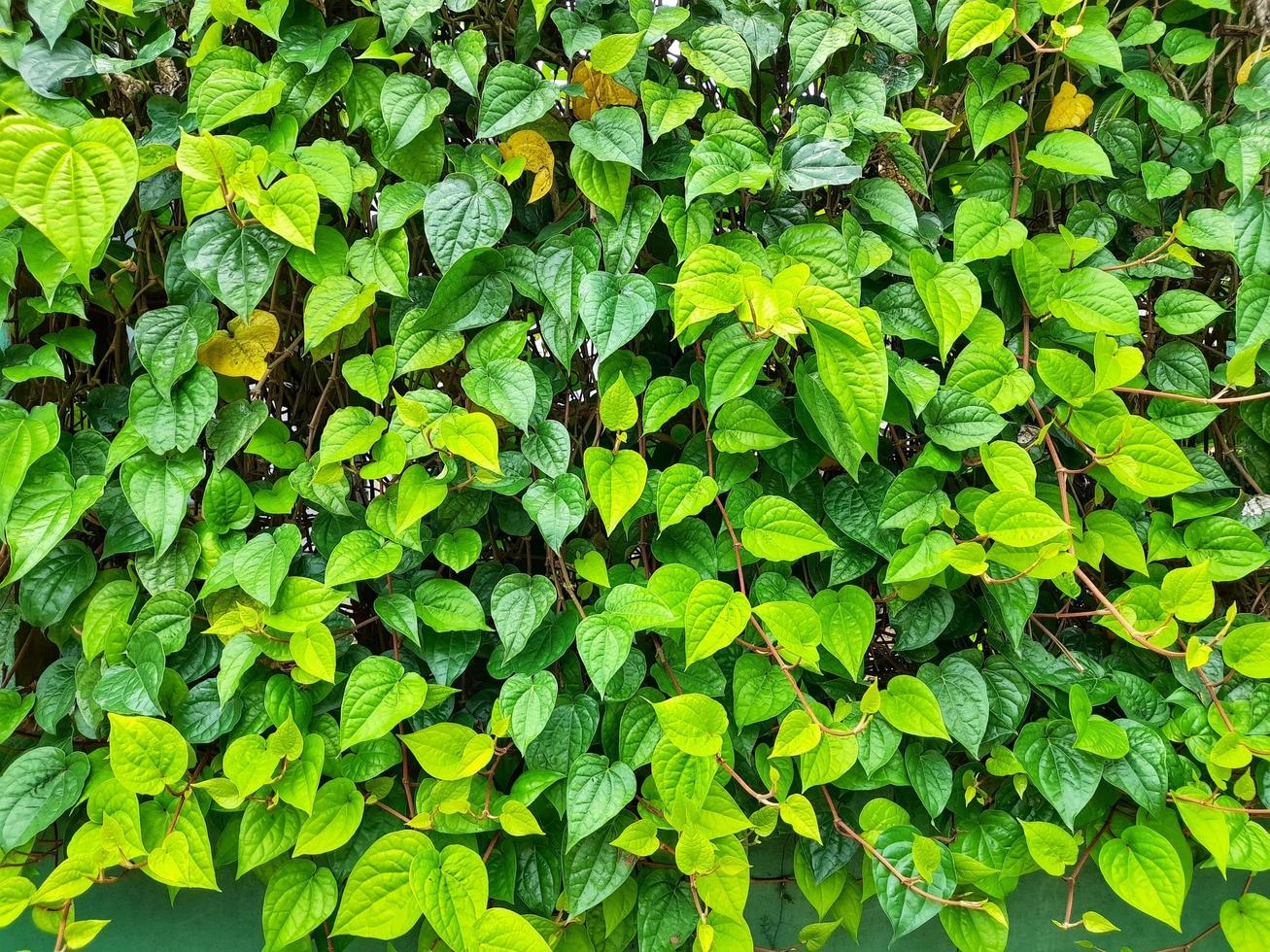 fundo de folha de bétele com cores verde claro e verde escuro foto