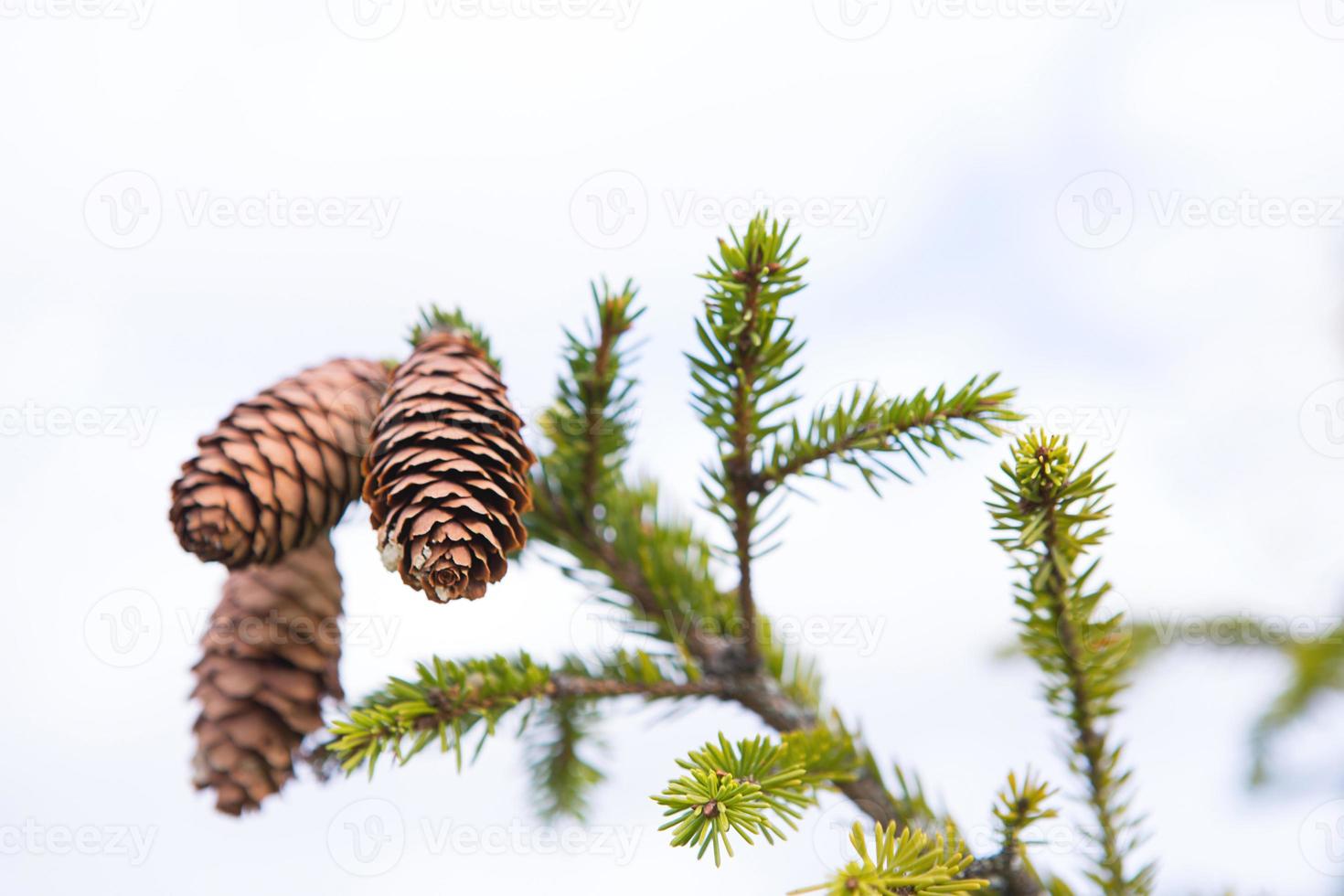 ramo de abeto natural com cones contra o close-up do céu. árvore de natal, coníferas perenes, pinhas com resina. ano Novo. mercado de natal. espaço para texto. foto