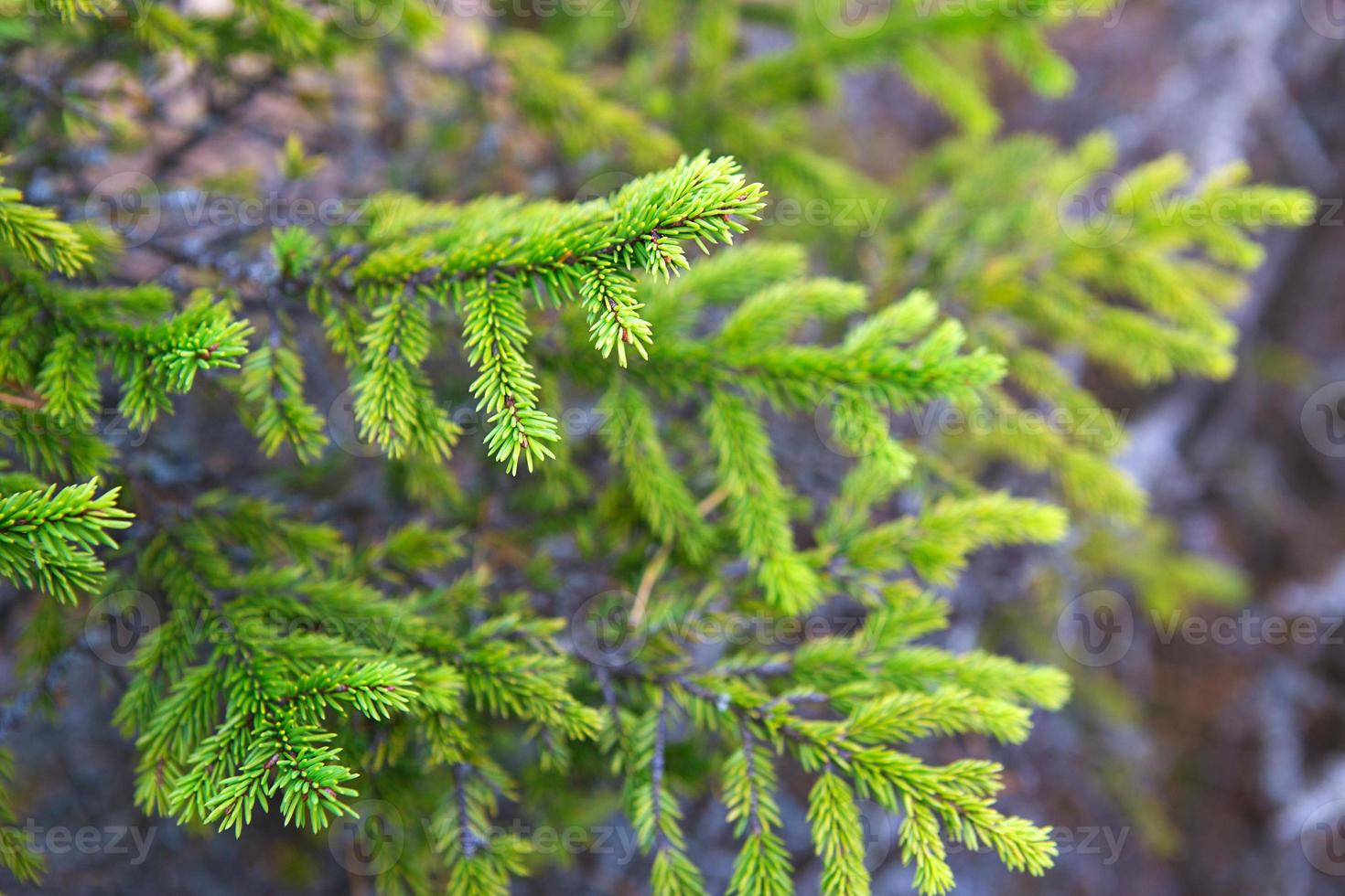 ramo de abeto com close-up de agulhas curtas. fundo natural, textura de árvore de natal verde, padrão. natal, ano novo. espaço para texto. foco seletivo foto