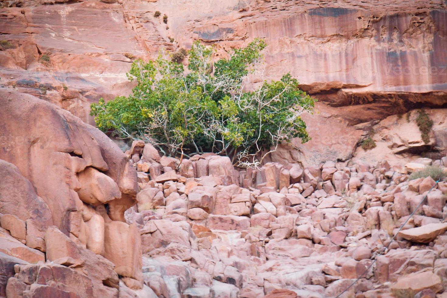 lawrence spring na reserva natural de wadi rum, jordânia. famoso marco de viagens no deserto. foto