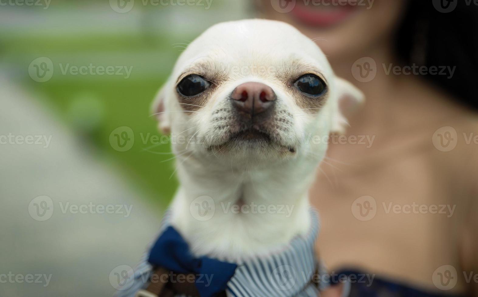 cachorro chihuahua na mão em traje foto