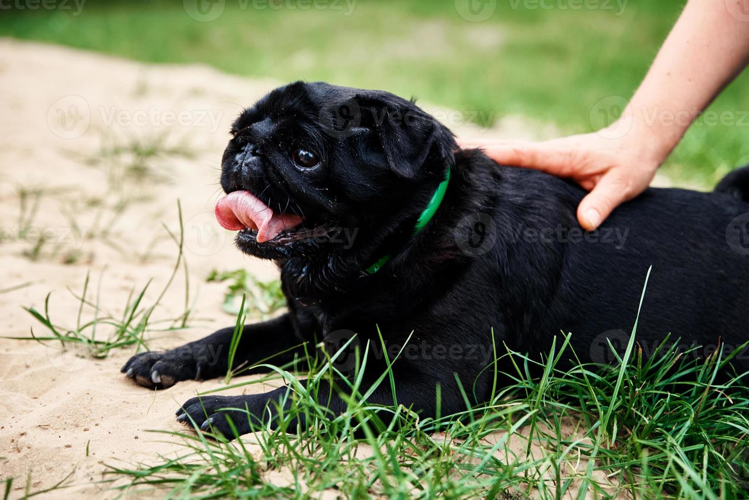 retrato de cachorro pug na grama, closeup foto