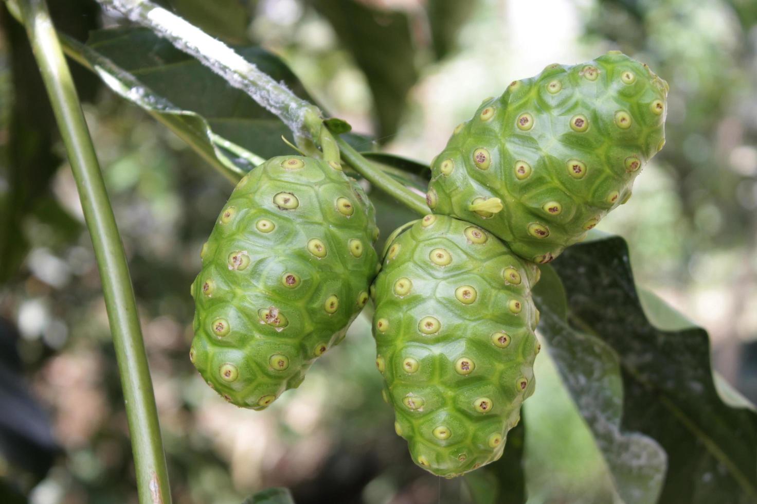 fruta morinda citrifolia foto