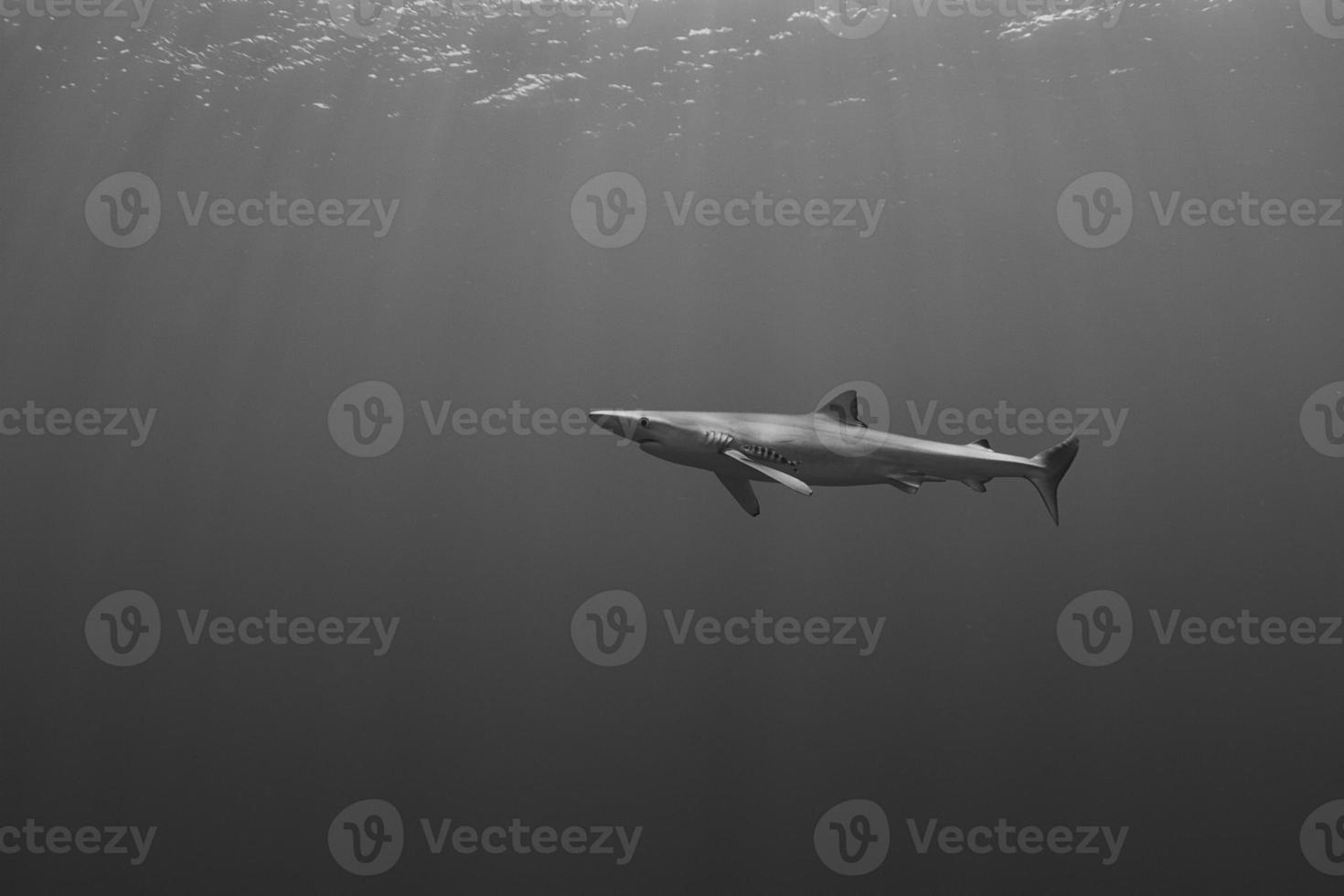 tubarão azul- (prionace glauca) foto