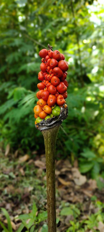 foto da planta de esporos porang, esta planta foi anteriormente referida como comida de cobra. acontece que estava errado, esse esporo de porang acaba tendo tubérculos que podem ser usados como deliciosos chips