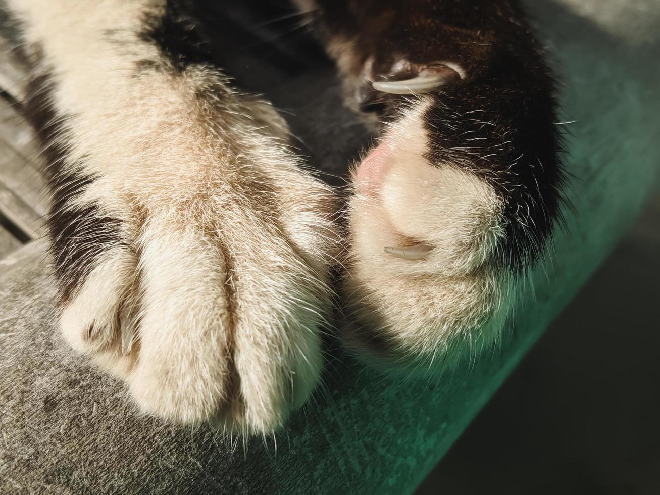 close-up da pata de um gato selvagem com unhas pontudas foto
