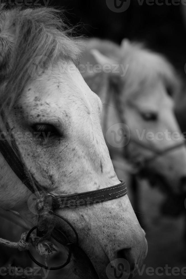 cavalo branco em uma manhã de inverno preto e branco foto