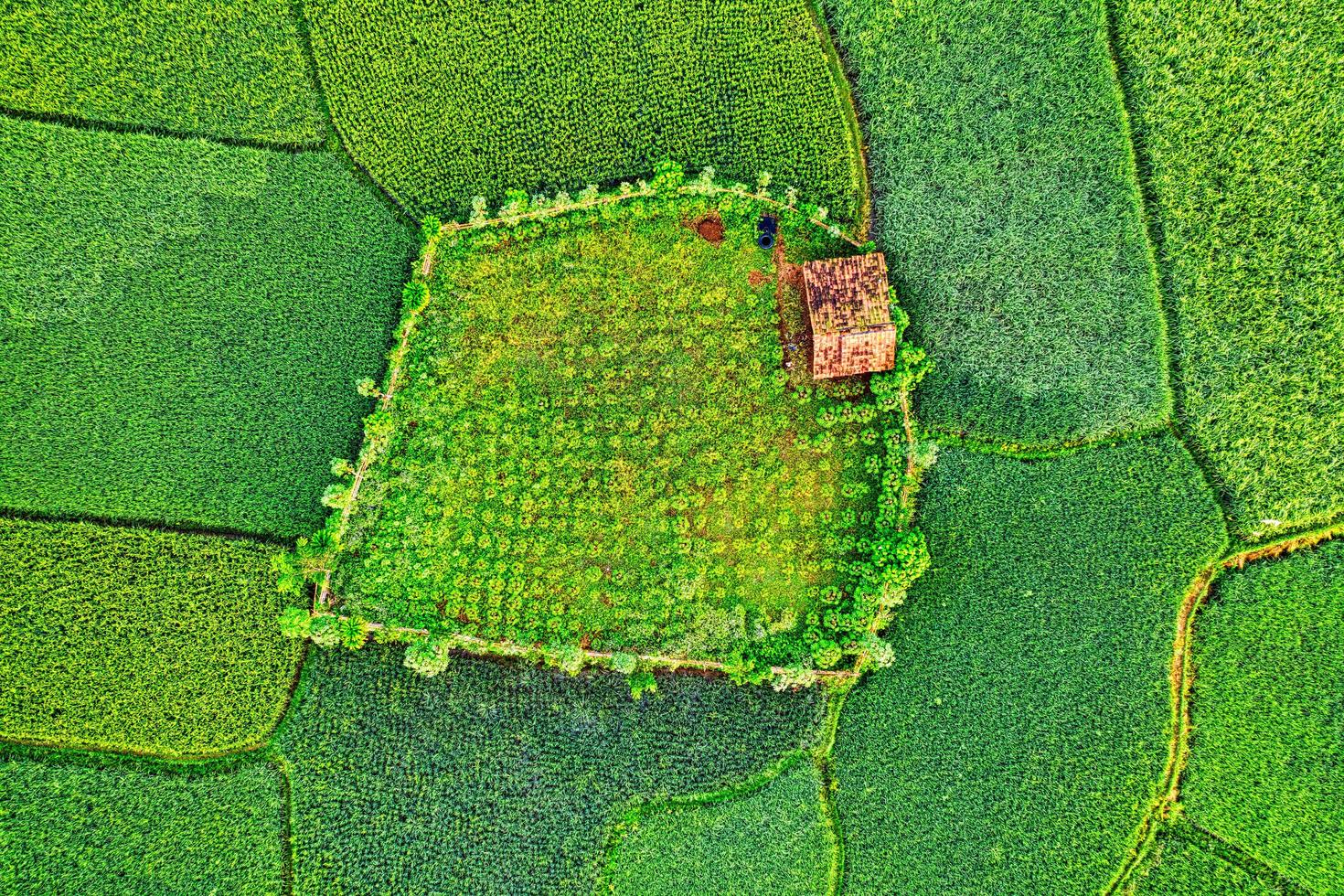 terreno com textura verde e amarela foto