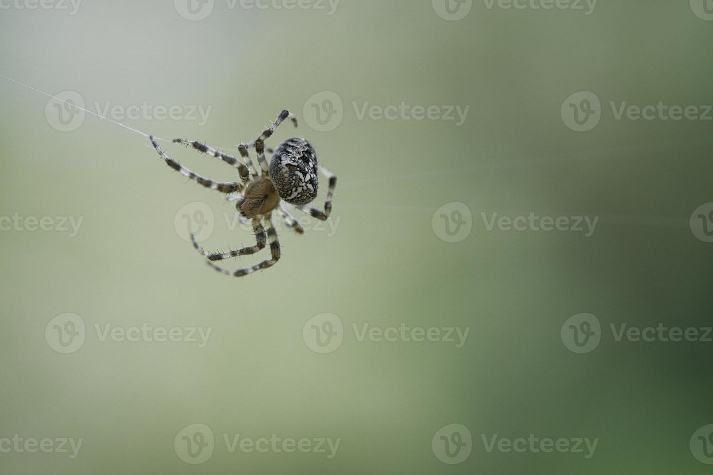 aranha cruzada rastejando em um fio de aranha. susto do dia das bruxas. fundo desfocado. foto