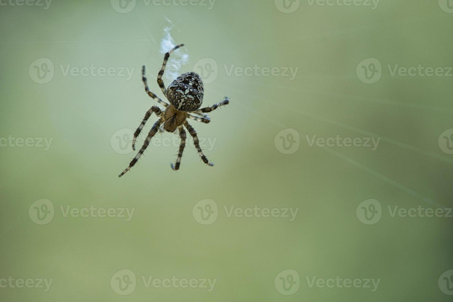 aranha cruzada rastejando em um fio de aranha. susto do dia das bruxas. um caçador útil entre foto