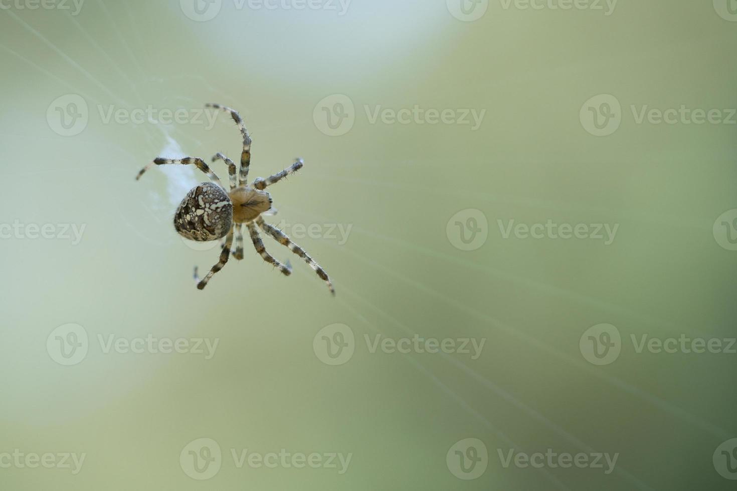 aranha cruzada rastejando em um fio de aranha. susto do dia das bruxas. um caçador útil entre foto