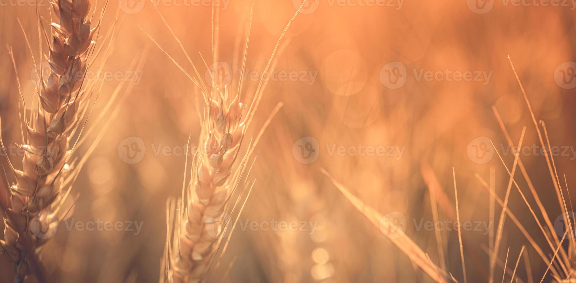 pôr do sol do campo de trigo. espigas de trigo dourado closeup. cenário rural sob a luz do sol brilhante. close-up de trigo dourado maduro, conceito de tempo de colheita dourada turva. agricultura da natureza, agricultura brilhante dos raios do sol foto