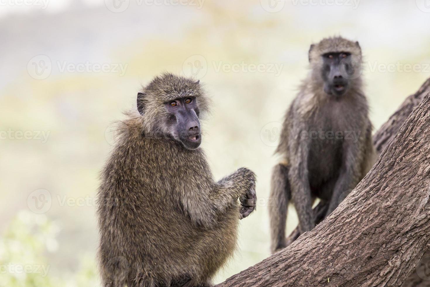 babuíno - parque nacional tarangire - reserva de vida selvagem na tanzânia, foto