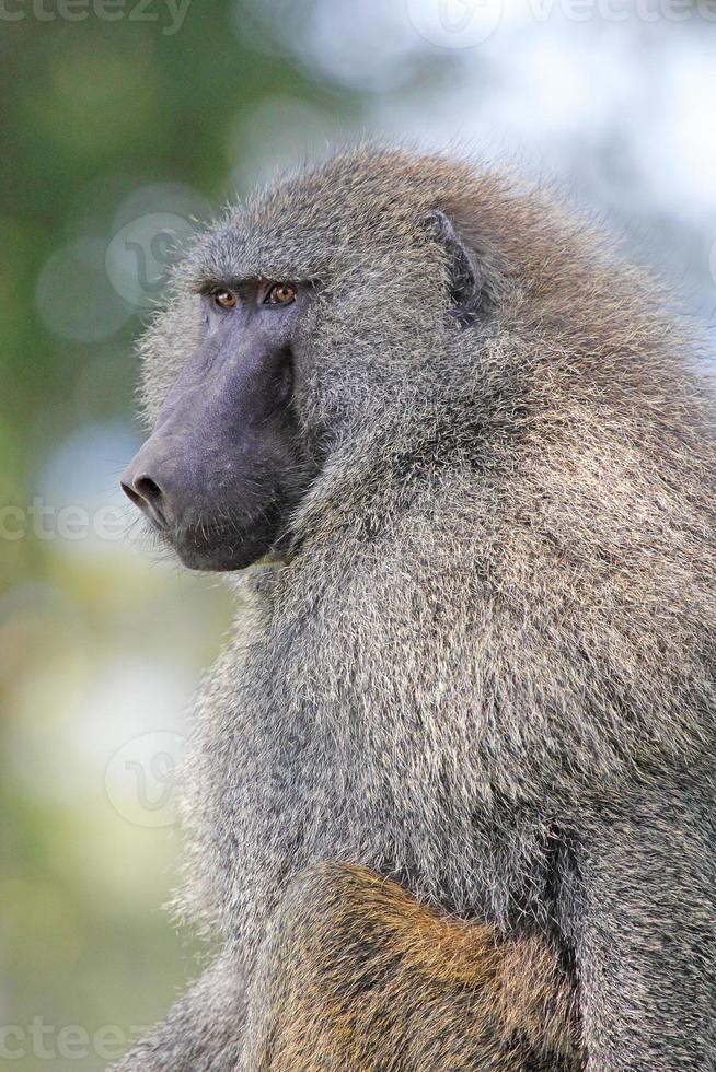 retrato de babuíno verde-oliva foto
