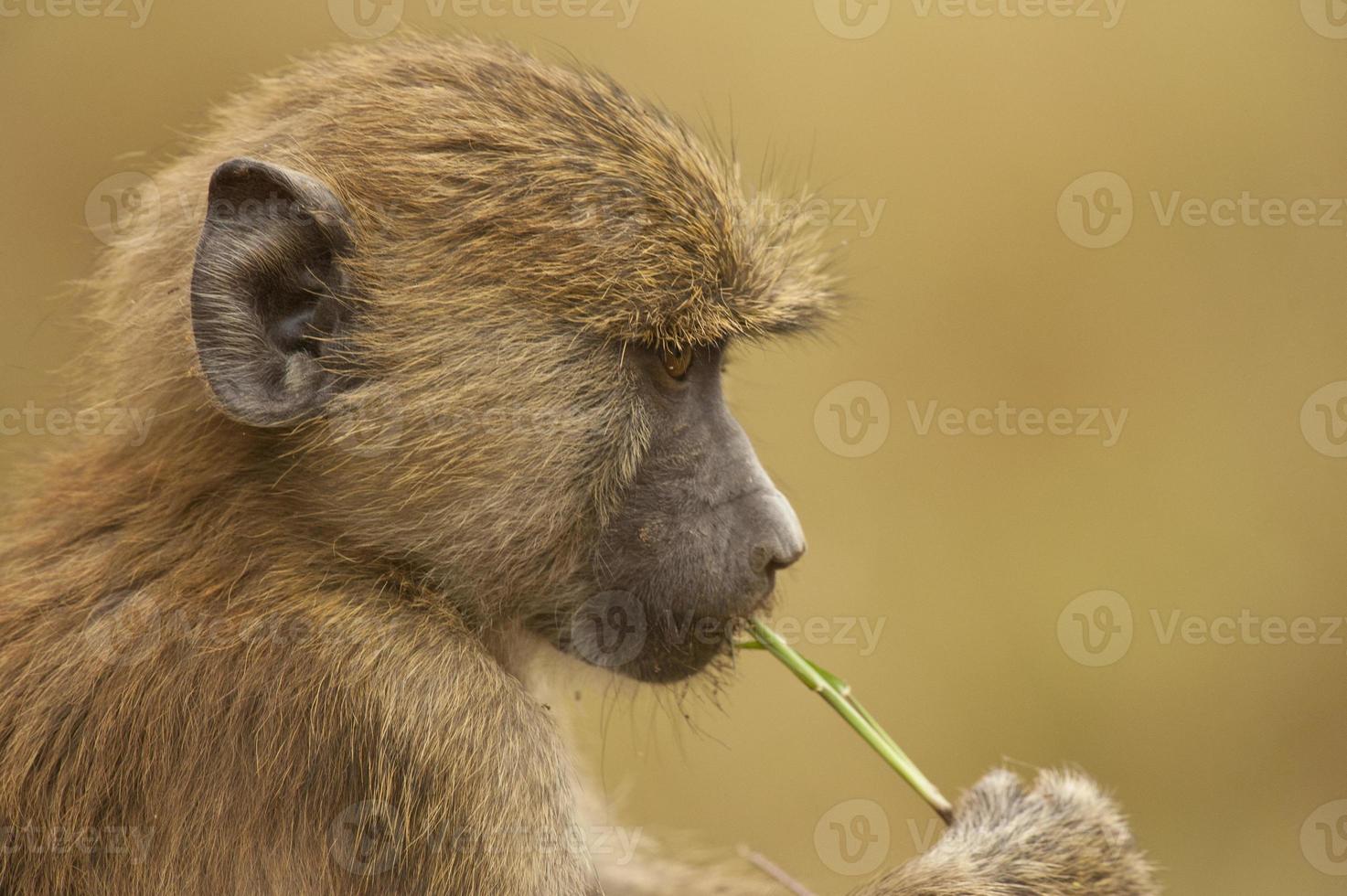 babuíno verde-oliva foto