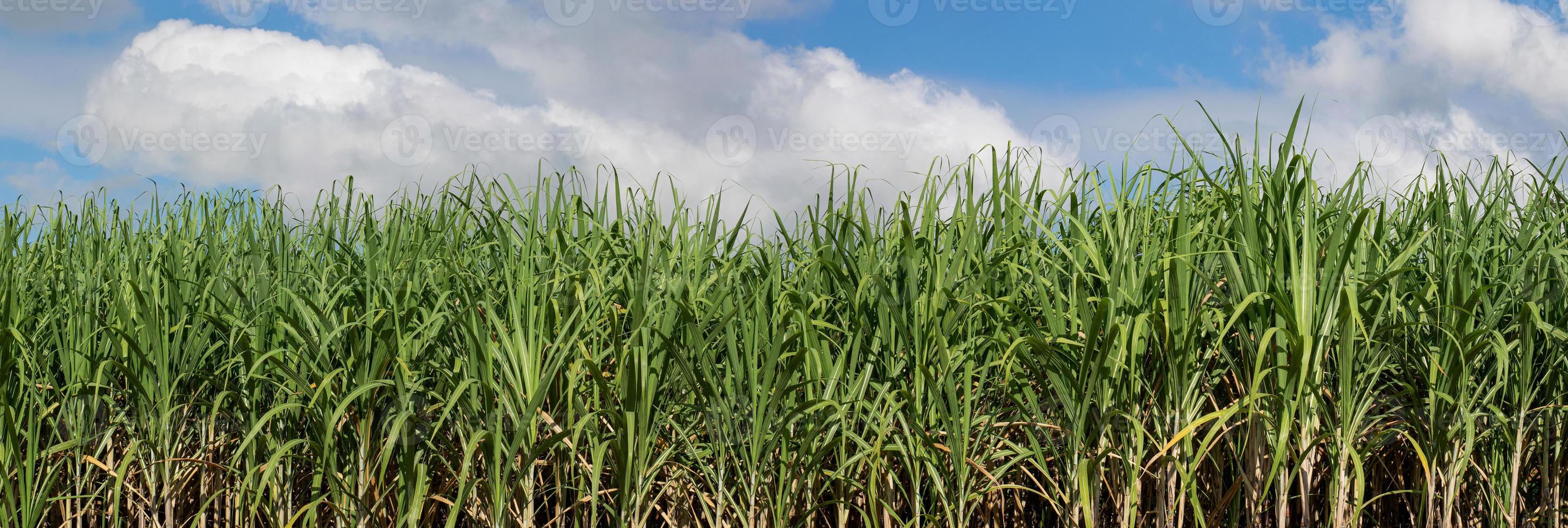 campos de cana-de-açúcar e céu foto